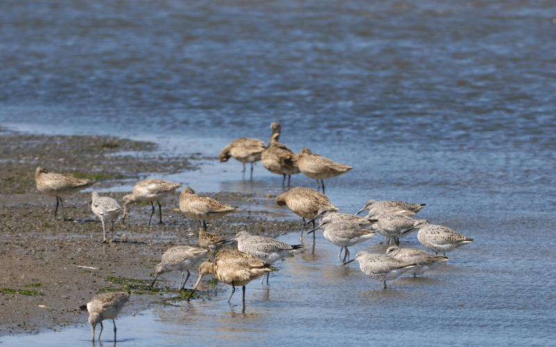 Elkhorn Slough