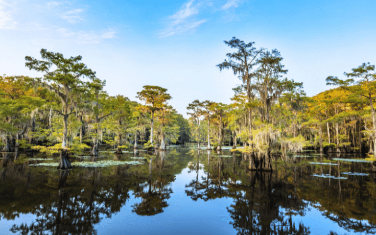 Best Places to Paddle Board in Caddo Lake