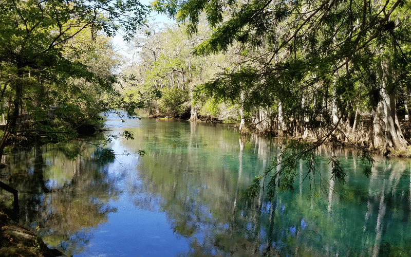 Best Places to Paddle Board in Manatee Springs