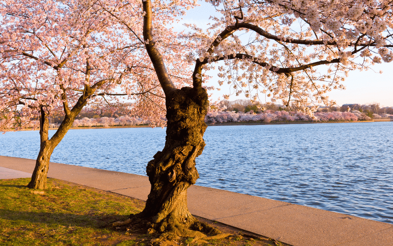 Best Places to Paddle Board in Washington, DC
