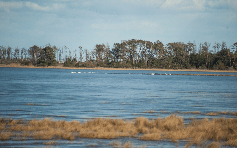 Chincoteague Bay