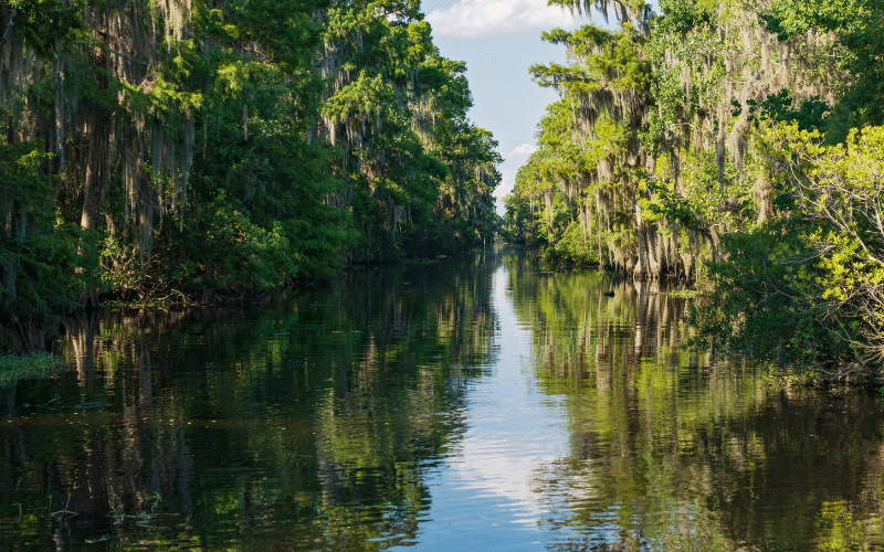 Delta National Forest