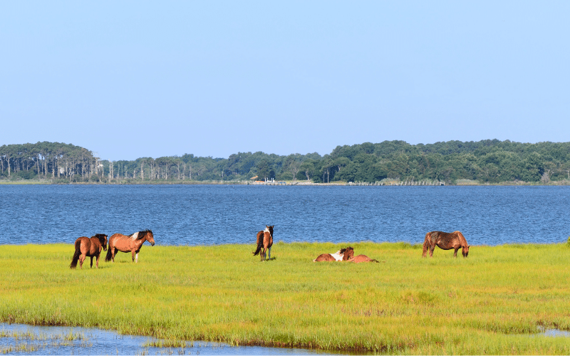 Assateague Channel