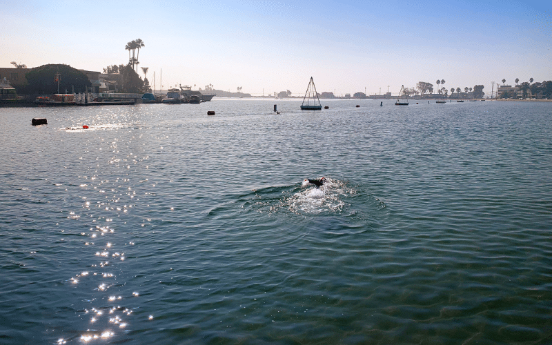 Long Beach – Alamitos Bay