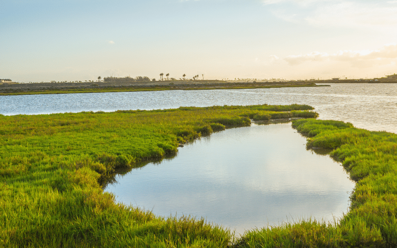 Los Cerritos Wetlands