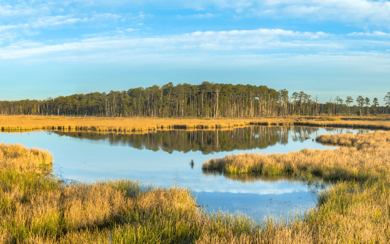 Blackwater National Wildlife Refuge Blackwater National Wildlife Refuge