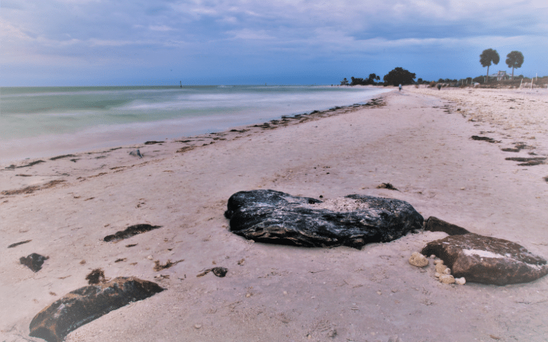 Honeymoon Island State Park