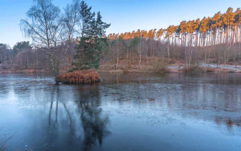 Cannock Chase Forest