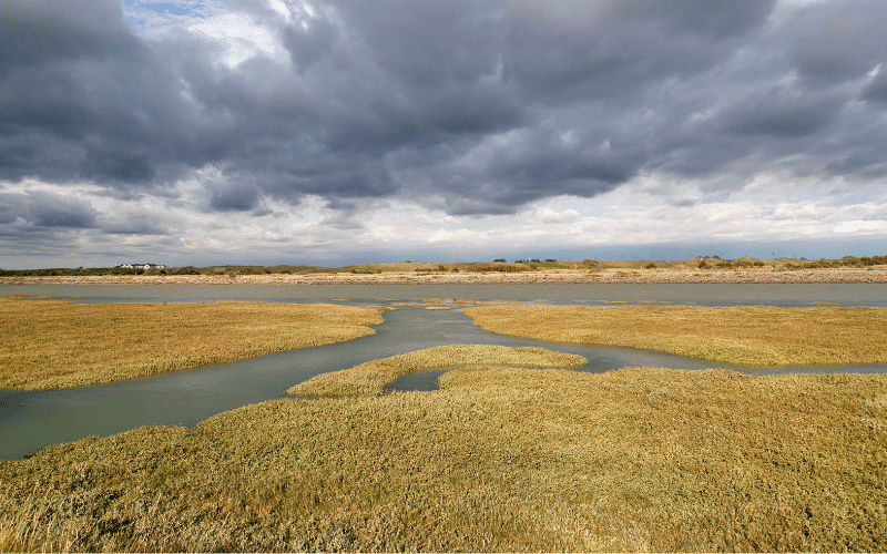 Rye Harbour Nature Reserve