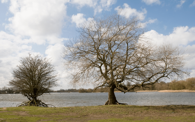Hornsea Mere